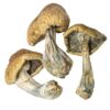 Cambodian Mushrooms For Sale