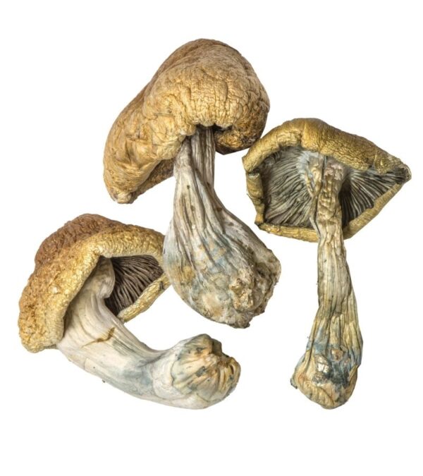 Cambodian Mushrooms For Sale