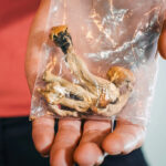 Hand holding a small plastic bag containing dried psilocybin mushrooms against a blurred background.
