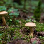 mushrooms
