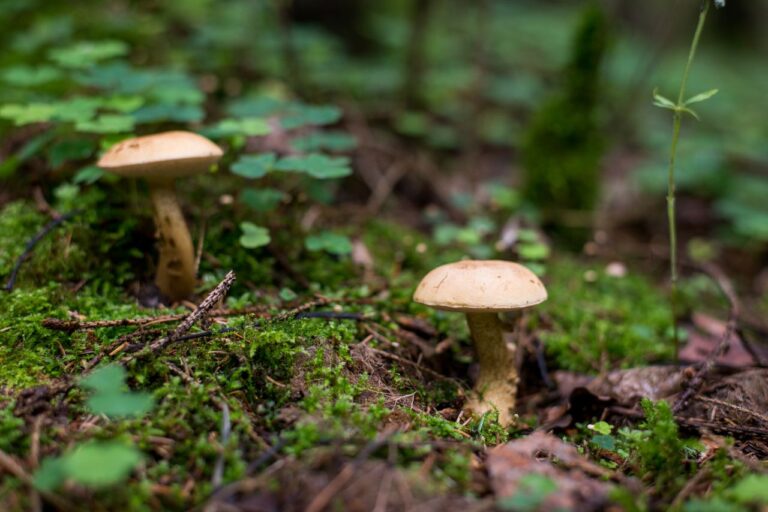 mushrooms